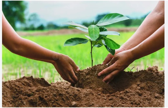 The Children Who Planted a Forest